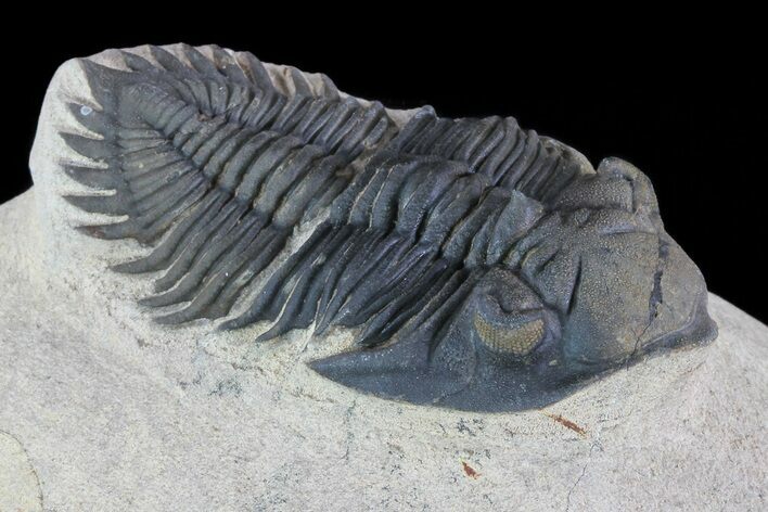 Metacanthina Trilobite - Lghaft, Morocco #73023